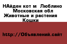 НАйден кот м. Люблино - Московская обл. Животные и растения » Кошки   
